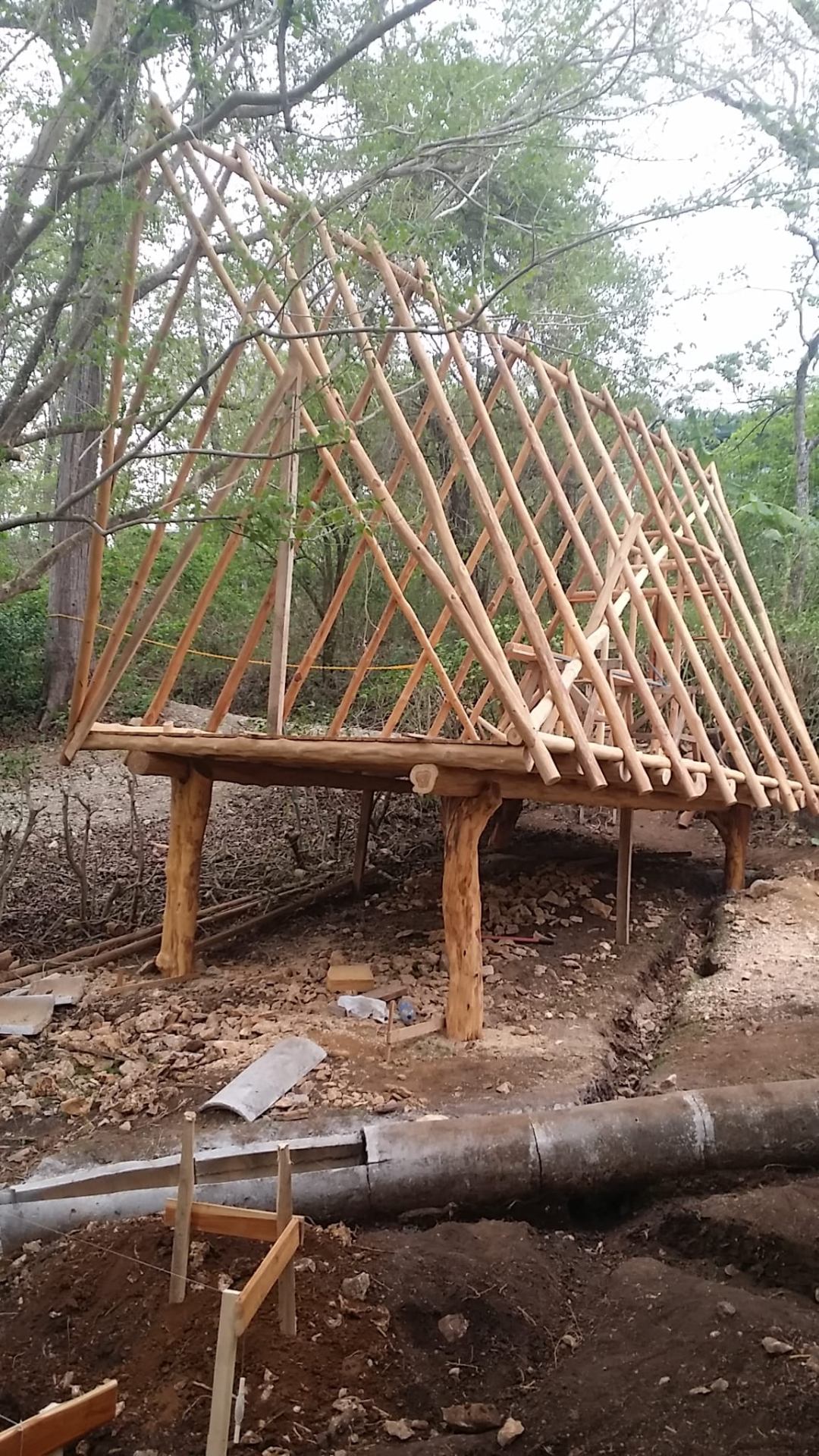 A-frame skeleton of Treehouse Chilo — round timber posts and diagonal rafters rising from the jungle floor.